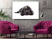 Obraz Čierny psík 1598